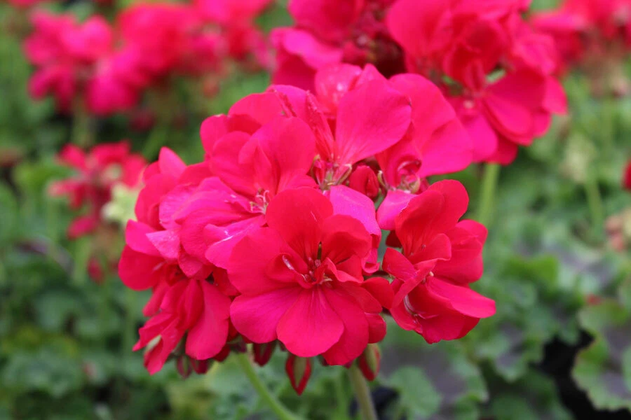 Double Pink Geranium Cuttings for Planting – 4 Fresh Pelargonium Unrooted Stems, Large 5 Inch Blooms