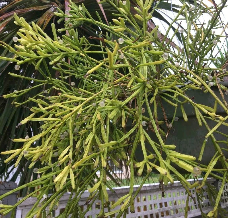 Rhipsalis Edwaldiana Cuttings – 5 Fresh Mistletoe Cactus Cuttings, Trailing Epiphytic Houseplant