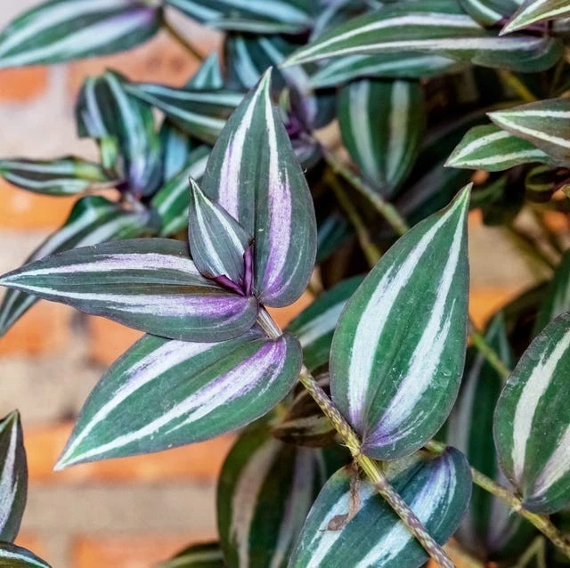 Tradescantia Zebrina Rooted Cuttings – 15 Live Wandering Jew Plants, Purple Green Foliage, Indoor Houseplant