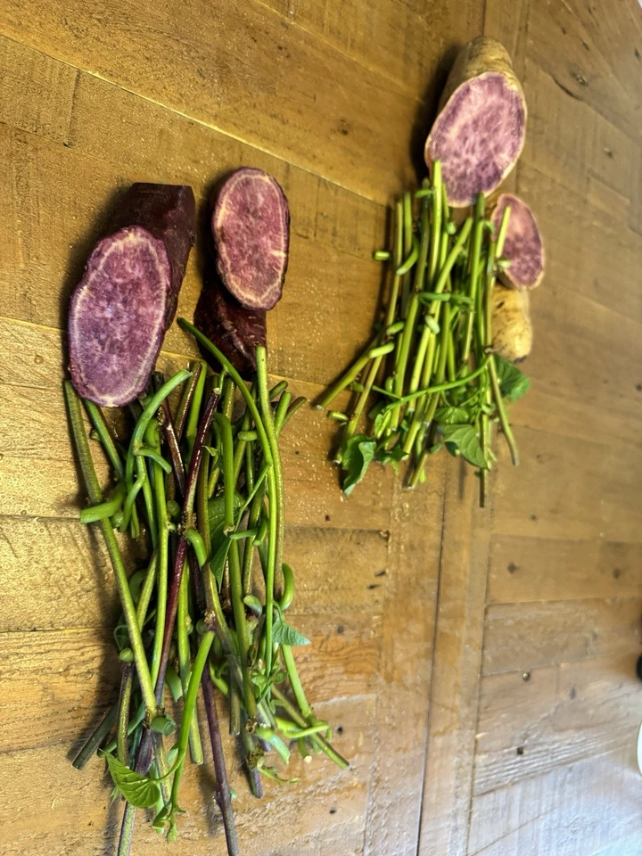 Purple Sweet Potato Slips for Planting – 50 Rooted Ipomoea batatas Slips, Molokai & Okinawa Varieties