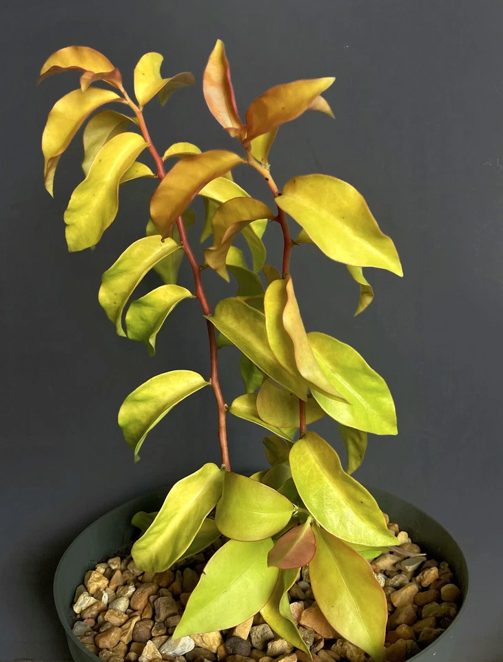 Variegated Pereskia Aculeata Cactus Plant – Gold Green Foliage, Live 6 Inch Potted Tropical Cactus Vine
