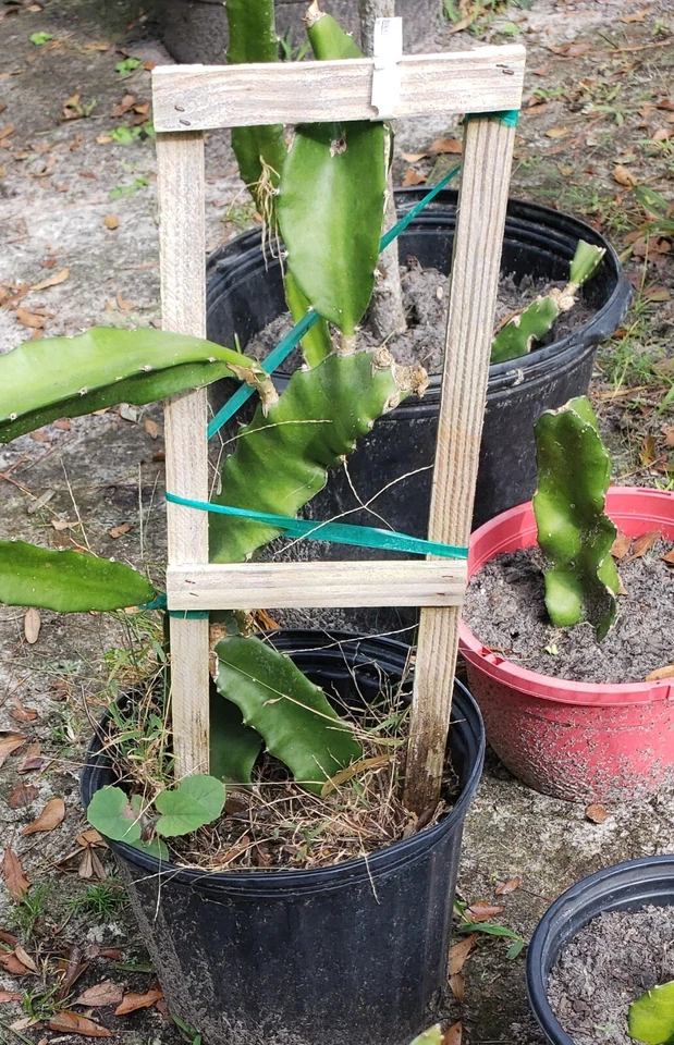 American Beauty Dragon Fruit Cuttings for Planting – 3 Unrooted Red Pitaya Cactus Cuttings