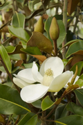 Magnolia Bracken’s Brown Beauty Cuttings – 3 Unrooted Magnolia grandiflora Cuttings for Rooting or Grafting