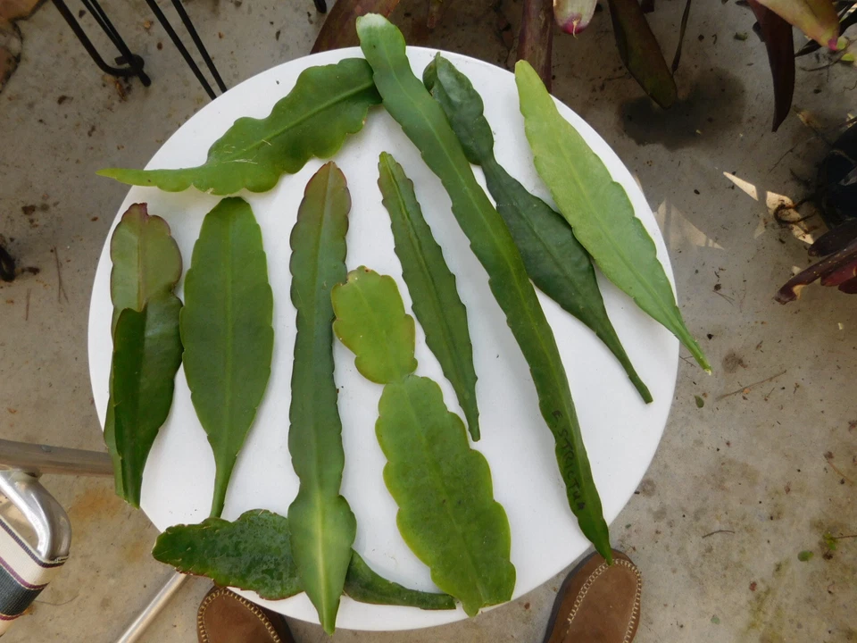 Epiphyllum Hybrid Orchid Cactus Cuttings – Assorted Unrooted Epiphyllum Collection for Propagation