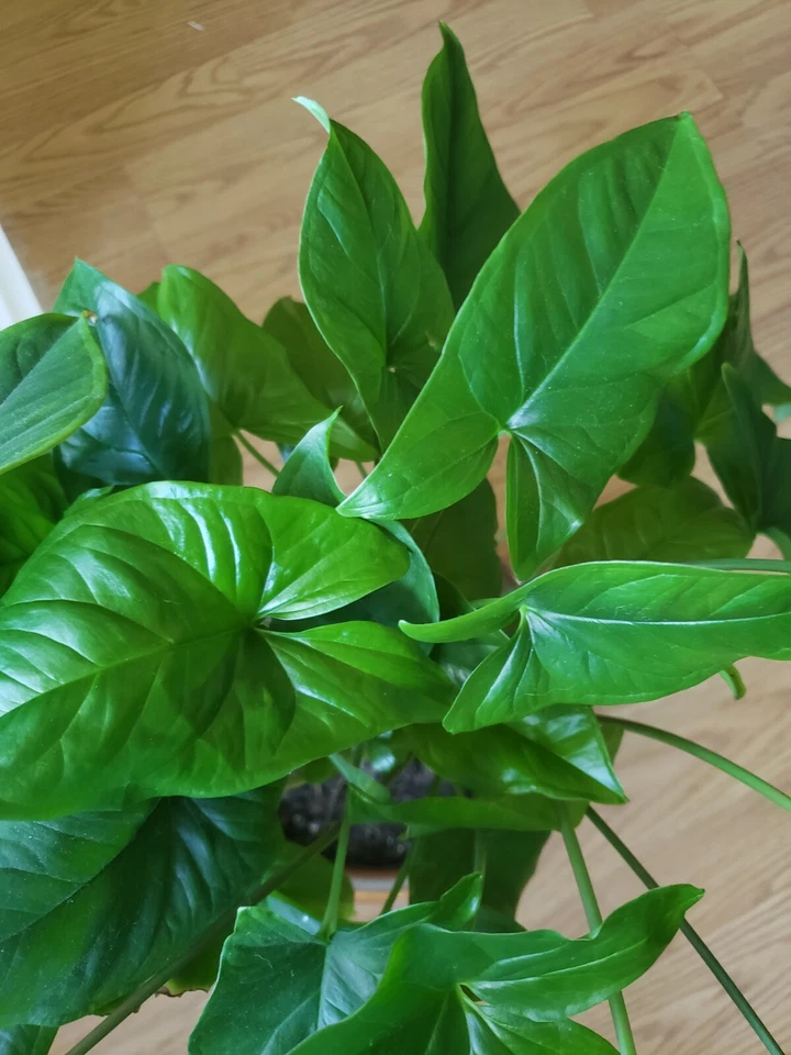 Syngonium Podophyllum Emerald Gem – 3 Unrooted Cuttings – Arrowhead Vine Houseplant