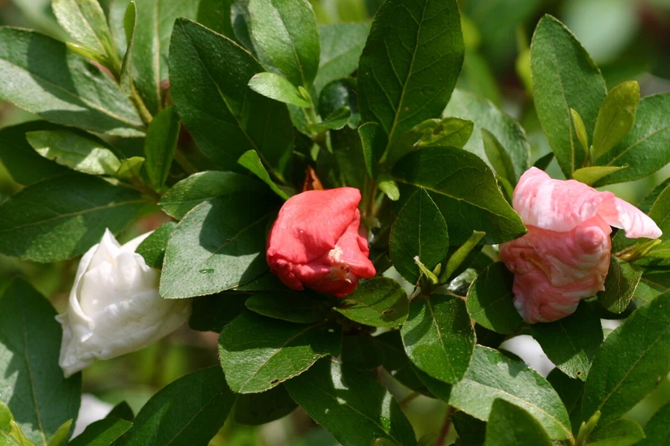 Tama no Hada Azalea Rhododendron – Deciduous Starter Plant – Multi-Color Blooms