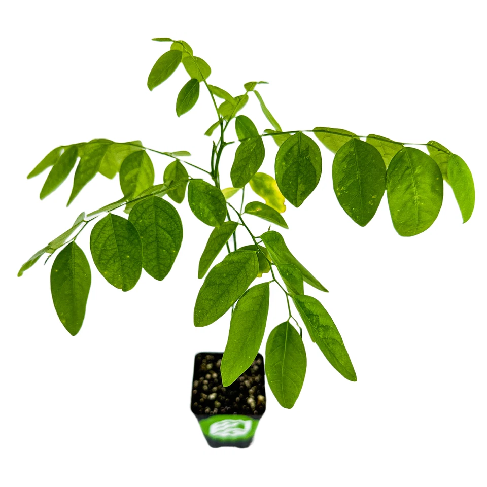Katuk Live Plant – Sweetleaf Bush Sauropus androgynus, Tropical Leafy Shrub, Potted Starter for Planting
