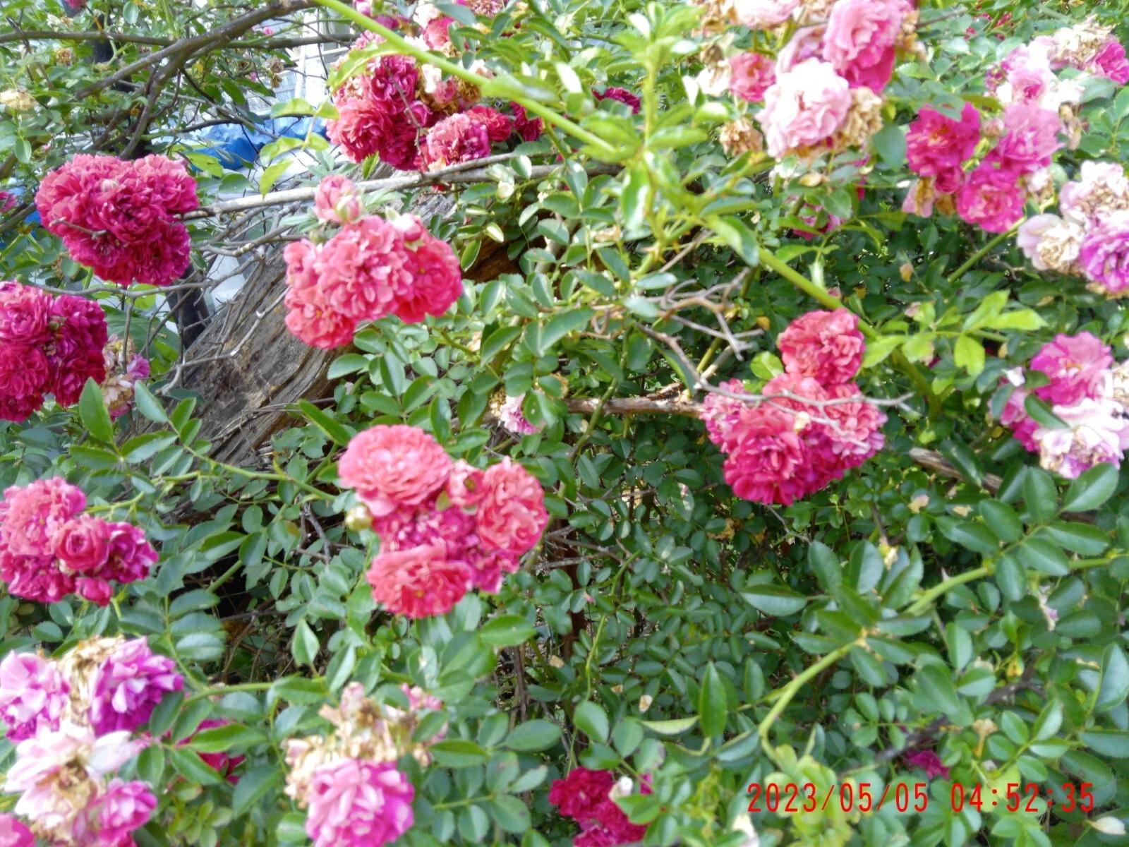 Seven Sisters Climbing Rose Fresh Cuttings Set of 12 Live Plant Stems for Planting