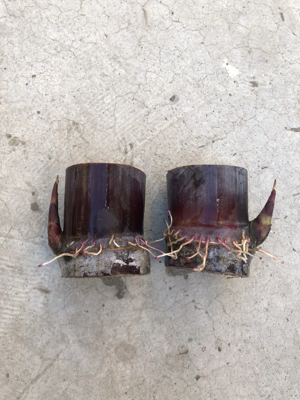 Sugarcane Rooted Cuttings for Planting – 2 Live Saccharum Officinarum Starts, Tropical Garden Plant