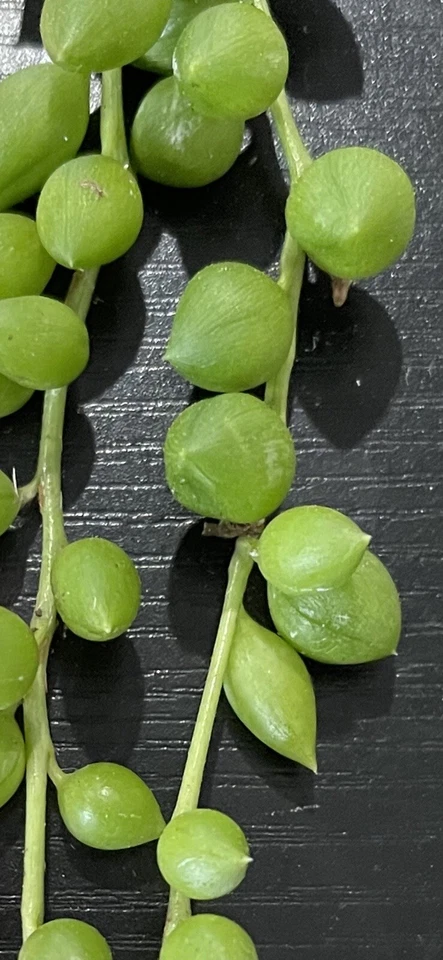 String of Tears Succulent Cuttings 6 Inch Long, Senecio herreianus Trailing Succulent Plant Cuttings Set of 15