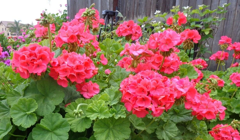 Hardy Fragrant Geranium Cuttings – 5 Fresh Red Orange Pelargonium Cuttings 6 Inches Long for Propagation