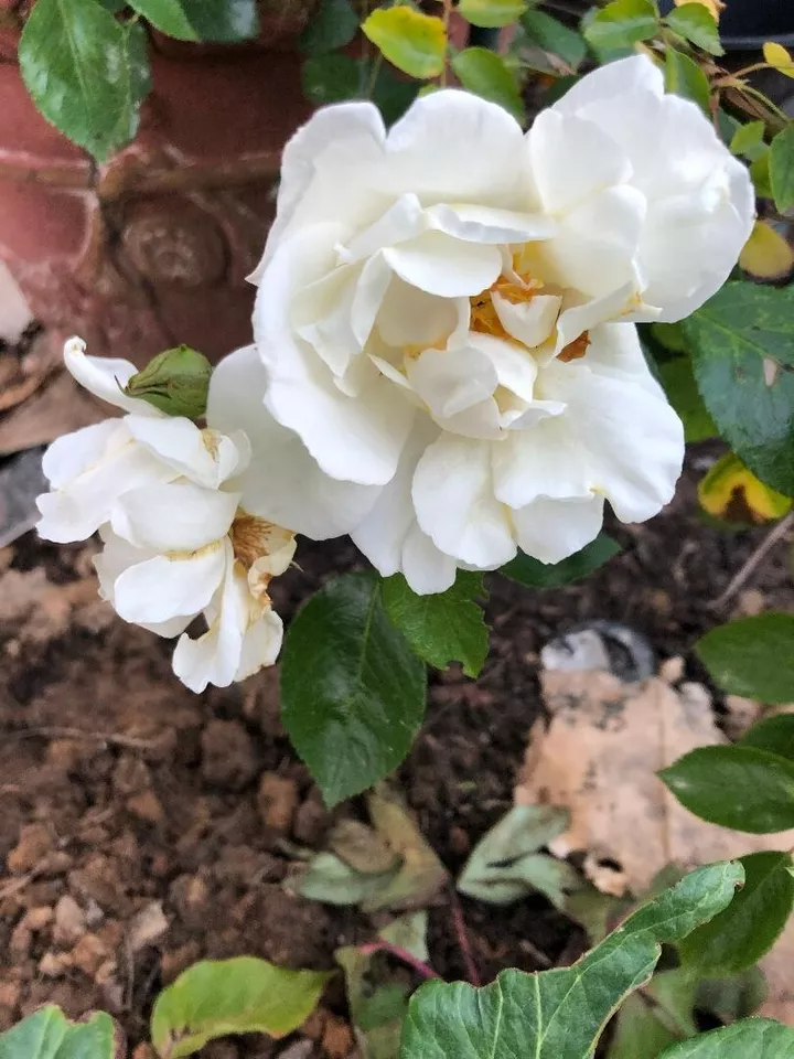 Rosa alba ‘White Rose of York’ Cuttings for Planting – 3 Unrooted Shrub Rose Cuttings, 6–8 Inches