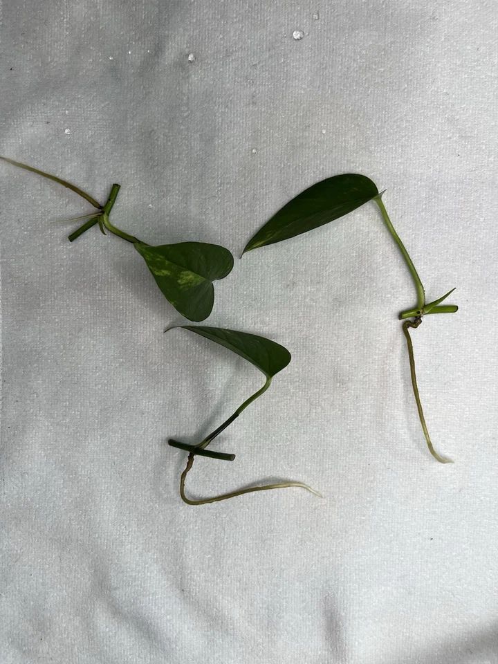 Golden Pothos Rooted Cuttings – 4 Healthy Epipremnum Aureum Starts, Fast Growing Indoor Trailing Plant