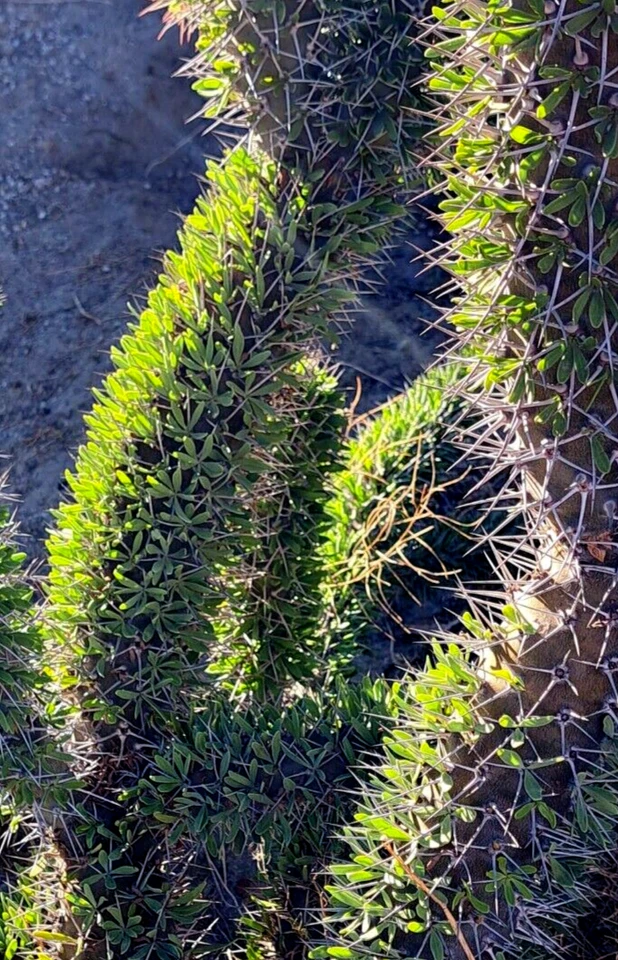 Didierea trollii Octopus Cactus Cutting – 1 Large Unrooted Cutting 28–32 Inches for Planting