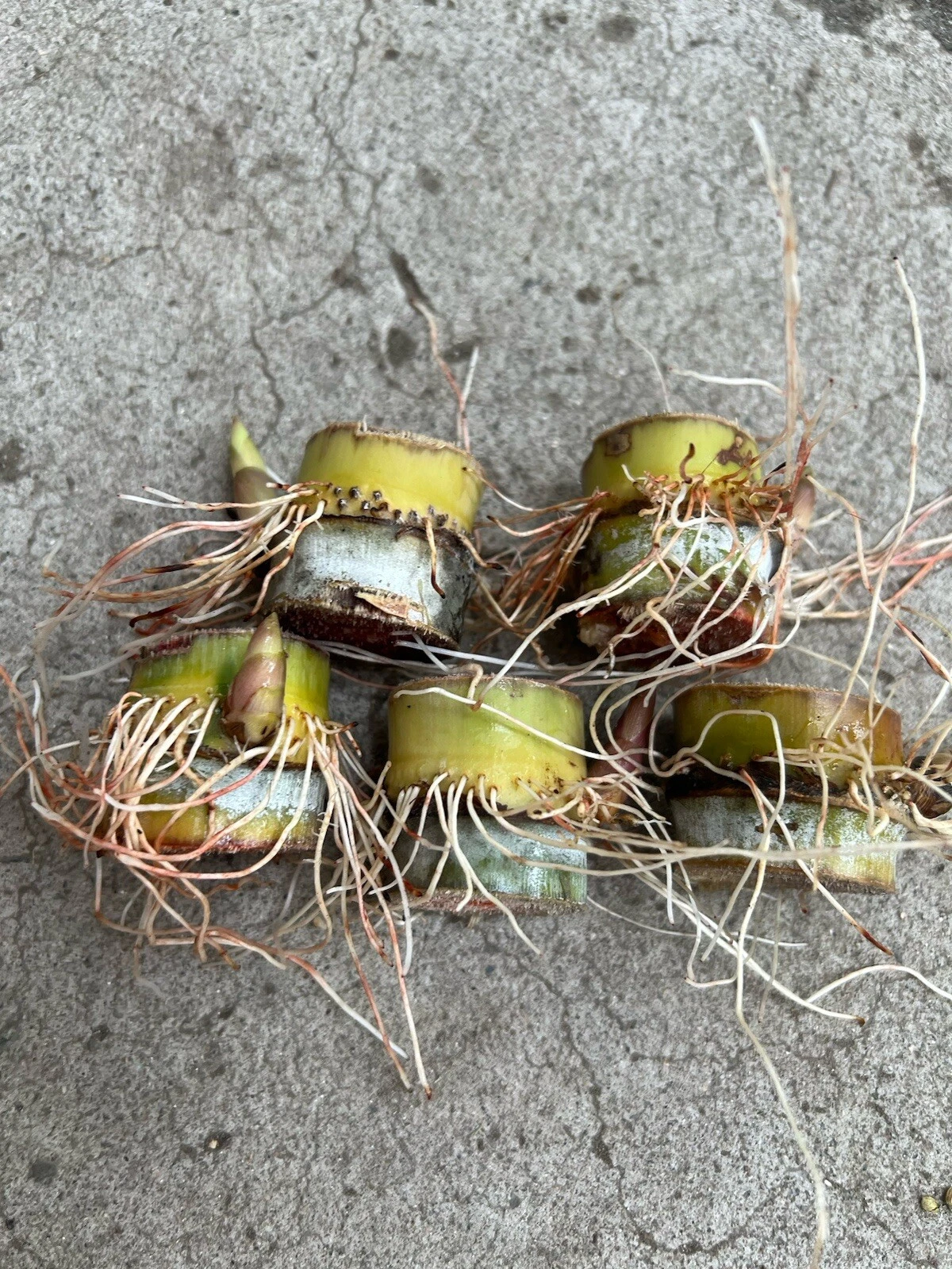 Sugarcane Rooted Cuttings – 5 Live Sugar Cane Plants for Planting, Saccharum Officinarum