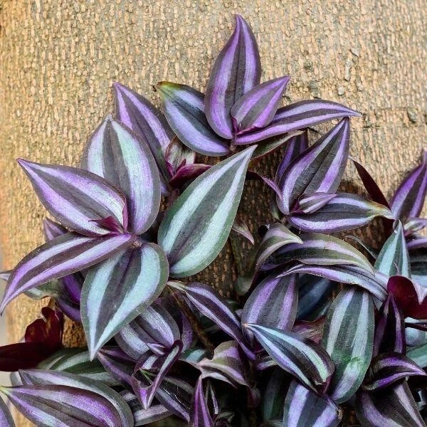 Tradescantia Zebrina Plant Cuttings – 5 Organic Wandering Jew Cuttings, Purple Green Trailing Houseplant