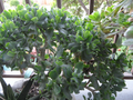 Crassula arborescens undulatifolia – 3 Ripple Jade Cuttings, 4–5” Curly Jade Succulent Stems, Easy-Rooting Indoor Plant Starter