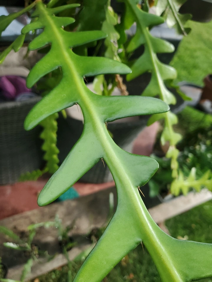 Fishbone Cactus Cuttings Epiphyllum Anguliger, Ric Rac Zig Zag Cactus Unrooted Cuttings Set of 6