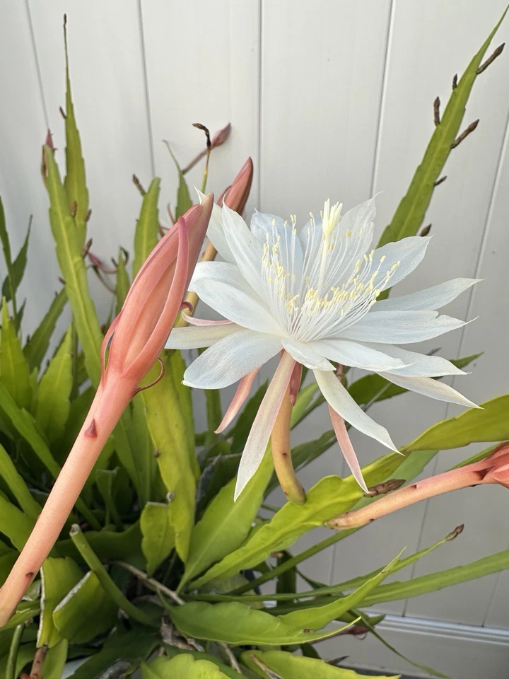 Cereus Night Blooming Cactus Cuttings – 3 Live Unrooted Cereus Cuttings for Propagation