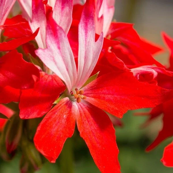 Fireworks Red Geranium Cuttings – 3 Live Unrooted Pelargonium Cuttings, 6 Inch Flowering Plant for Propagation