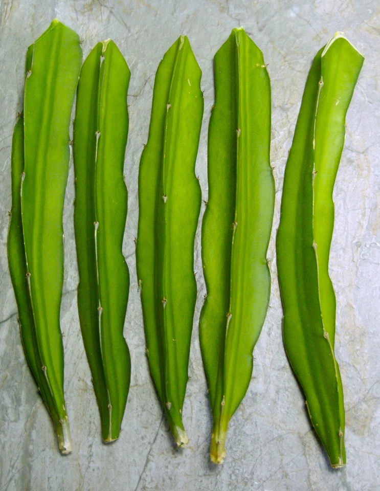 Dragon Fruit Pitaya Cuttings – 3+ Live 8–10 Inch Rooted Cuttings, Self-Fertile Variety, Tropical Climbing Cactus
