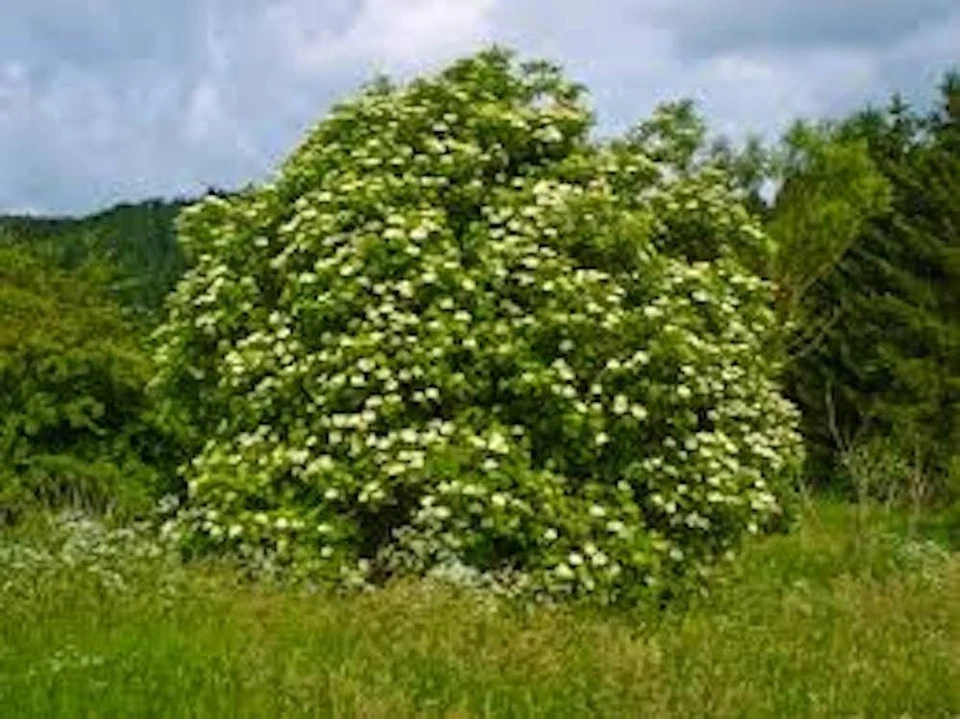 American Elderberry Cuttings – 10 Unrooted Elderberry Cuttings for Planting, Sambucus Nigra