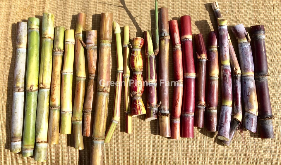 Florida Red Sugar Cane Cuttings – 4 Fresh Live Saccharum officinarum Canes for Planting