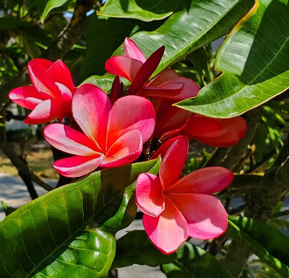 Plumeria Plant Cutting – Pink with Light Orange Hues, 7–12 Inch Unrooted Frangipani Cutting for Planting