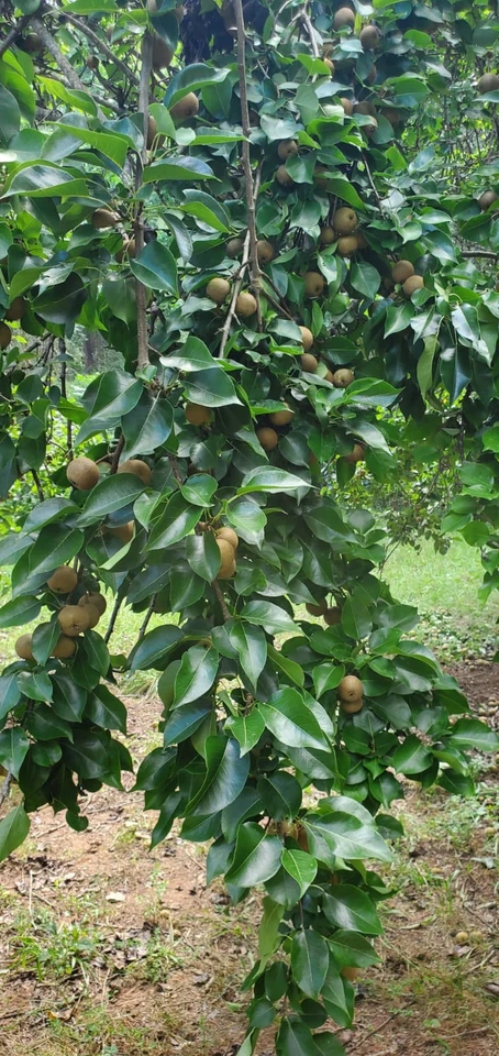 Asian Round Pear Tree Cuttings – 10 Unrooted Fruit Tree Cuttings, Pyrus pyrifolia, For Rooting Grafting Propagation