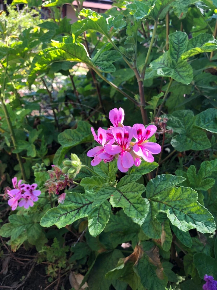 Pink Pepper Scented Pelargonium Cuttings – Lavender Pink Geranium Live Plant Cuttings 4–6 Inches
