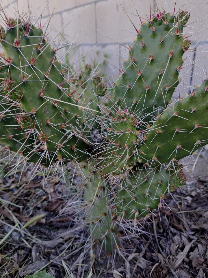 Consolea Millspaughii Unrooted Cutting – 8 to 10 Inch Opuntia Cactus Segment, Live Cactus Cutting for Propagation