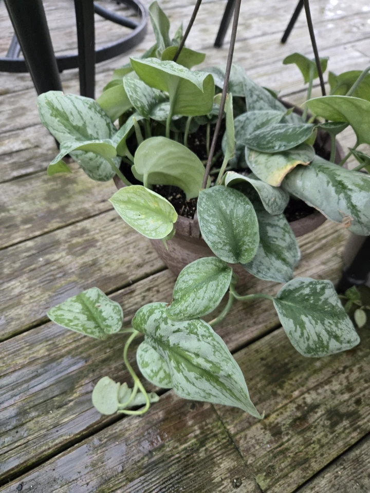 Pothos Silver Lady Cutting – Live Variegated Pothos Vine Starter – Easy Houseplant for Growing & Propagation