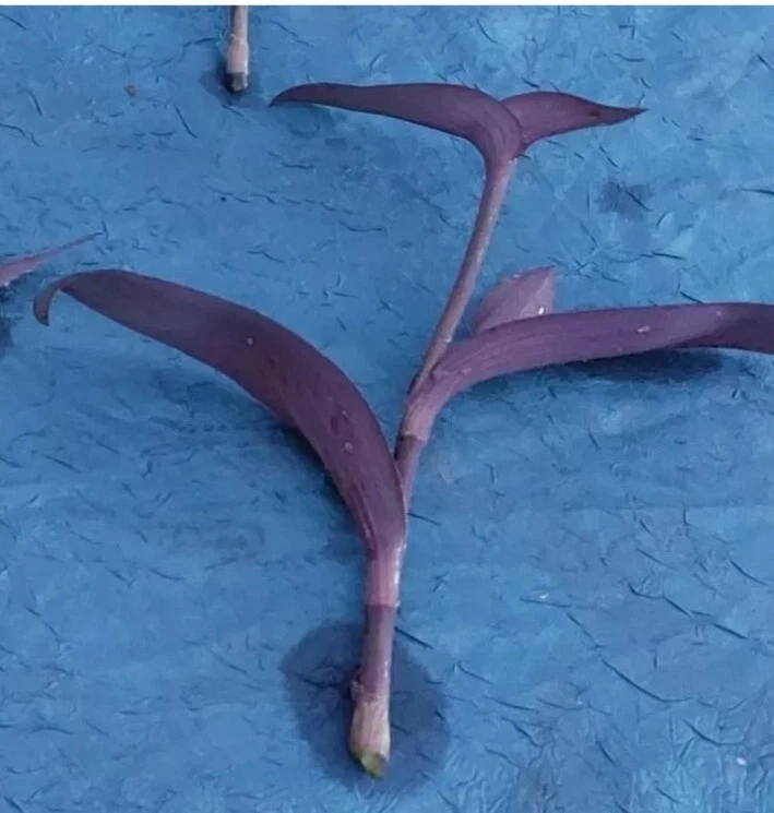 Tradescantia ‘Purple Heart’ Cuttings – Tradescantia pallida Houseplant, 10 Unrooted Live Cuttings