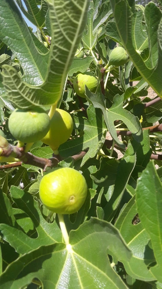 TENA Fig Tree Cuttings – 7 Fresh Unrooted Ficus Carica Cuttings for Fruit Tree Propagation