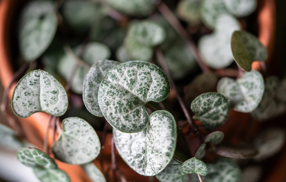 String of Hearts Cuttings – 3 Strand Unrooted Ceropegia woodii Trailing Houseplant for Rooting