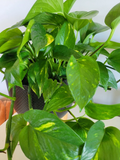 Pothos Hawaiian Cuttings – 3 Fresh Unrooted Epipremnum aureum Cuttings, Golden Variegated Indoor Houseplant