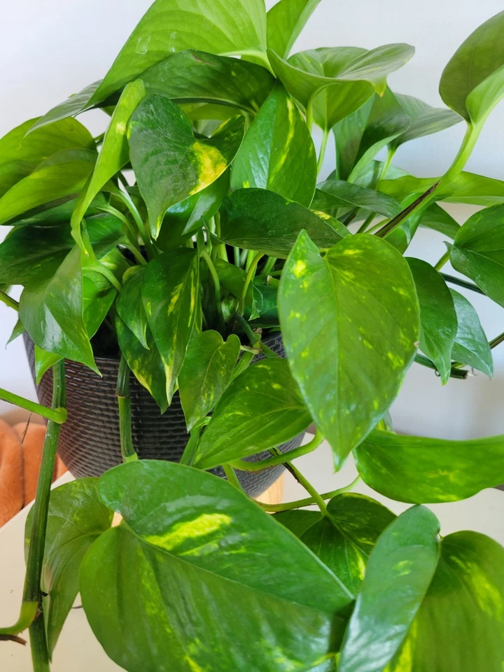 Pothos Hawaiian Cuttings – 3 Fresh Unrooted Epipremnum aureum Cuttings, Golden Variegated Indoor Houseplant