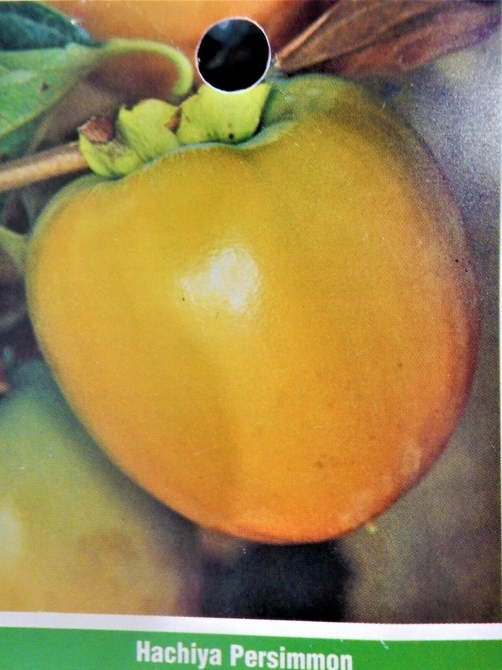 Hachiya Persimmon Cuttings – 4 Unrooted Diospyros Kaki Cuttings, 6–8 Inch Branches for Propagation