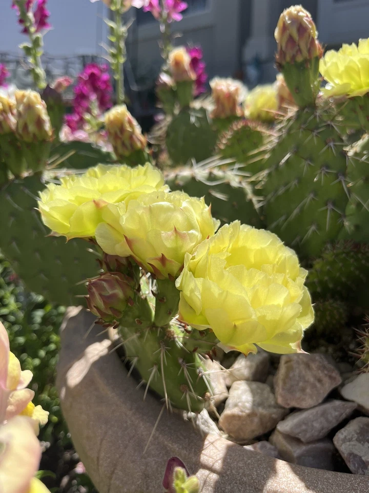 Plains Prickly Pear Chartreuse Cactus Cutting Opuntia polyacantha, Cold Hardy Cactus for Planting