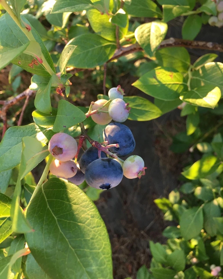 Blueberry Hardwood Cuttings – Vaccinium corymbosum, 10 Unrooted Cuttings 5–10 Inches, Elizabeth and Chandler Varieties