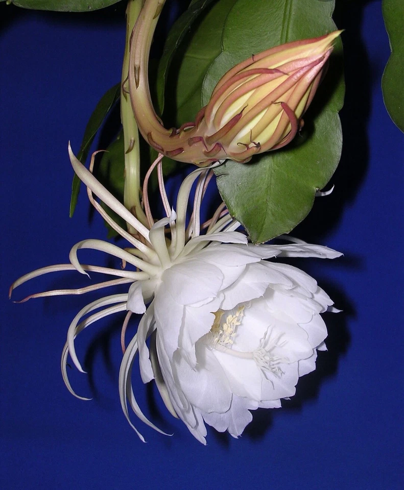 Queen of the Night Cuttings – 3 Epiphyllum oxypetalum 4–6" Stems for Rooting – Orchid Cactus