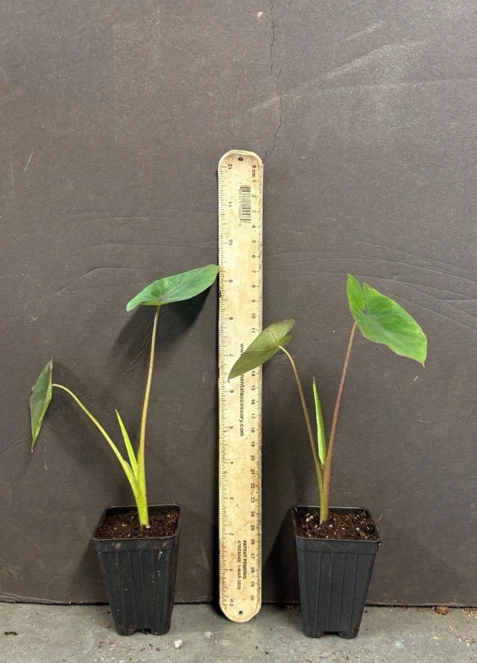 Hawaiian Punch Elephant Ear Starter Plant – Small Rooted Colocasia Esculenta for Garden or Container Growing