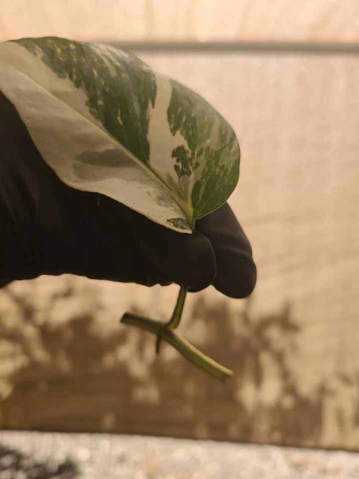 Epipremnum pinnatum Albo Variegated Cutting – 1 Leaf Node Unrooted Live Houseplant for Propagation