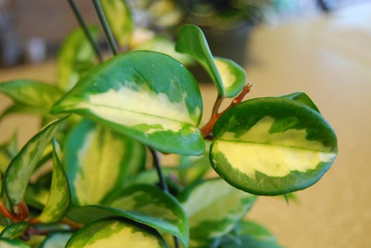Hoya Carnosa Rubra Variegated Wax Plant – Rooted Start with Cream & Green Leaves, Indoor Trailing Houseplant