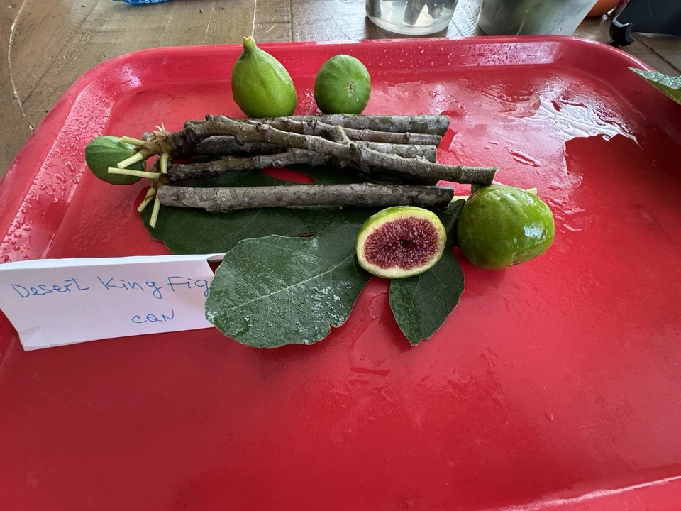 Alma and Desert King Fig Cuttings – 6 Total Cuttings, Ficus carica Fruit Tree Varieties for Propagation