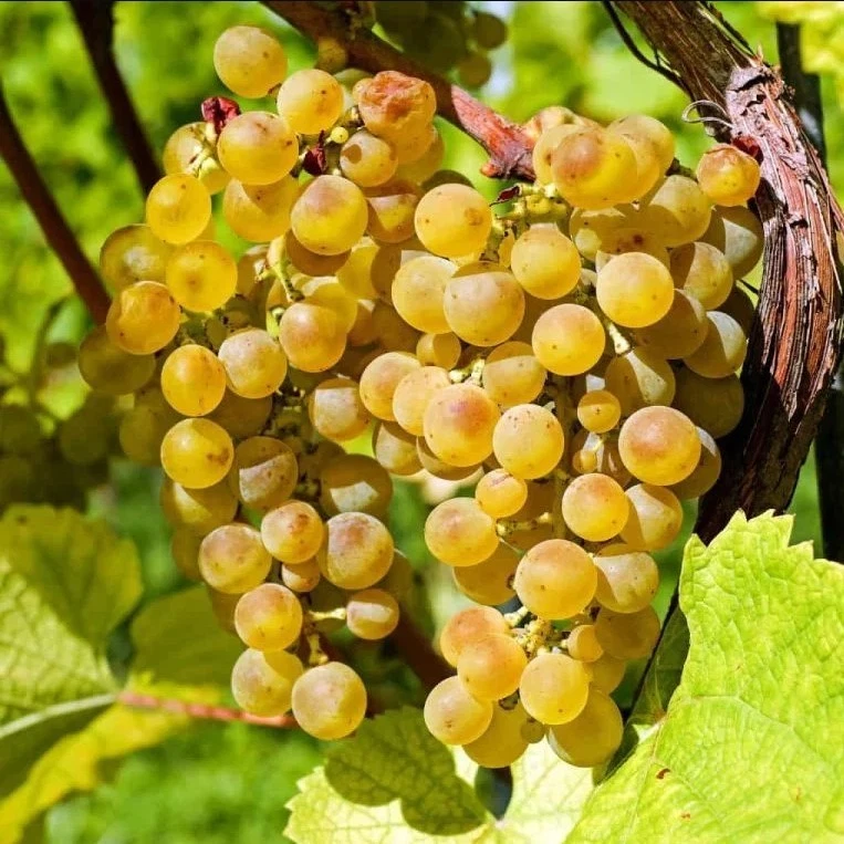 Traminette Grape Plant – 10–16” Live Well-Rooted Cutting, Hardy Vitis Hybrid Starter Vine for Trellis, Vineyard & Garden Growing