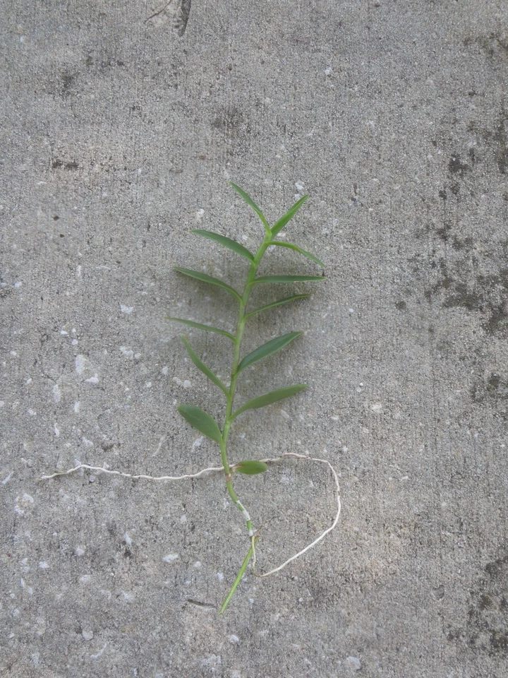 Ground Orchid Epidendrum Live Cuttings – 5 Orange Orchid Stems with Aerial Roots for Planting