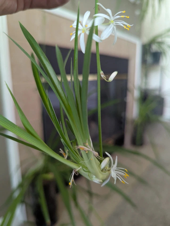 Green Spider Plant Live Cuttings – 5 Rooted Non-Variegated Pups, Chlorophytum comosum Houseplant Starters