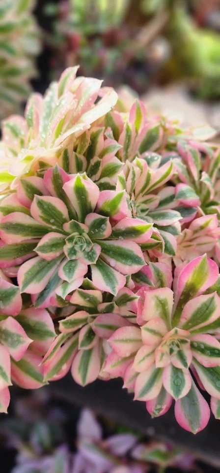 Aeonium Pink Witch Succulent Cutting 2.5 Inch Unrooted Live Rosette Plant for Propagation