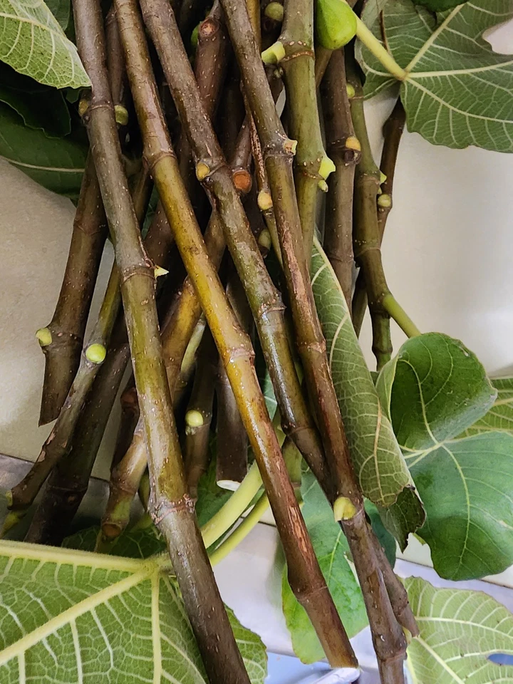 Fig Tree Cuttings Italian Ponza – 6 Live Fig Cuttings for Planting, Ficus Carica Variety